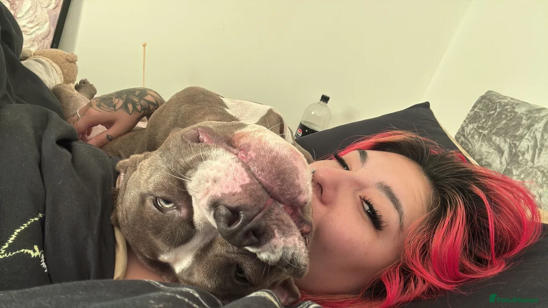 American Bully dogs for sale: Lila lu in Oldham - Advert 13