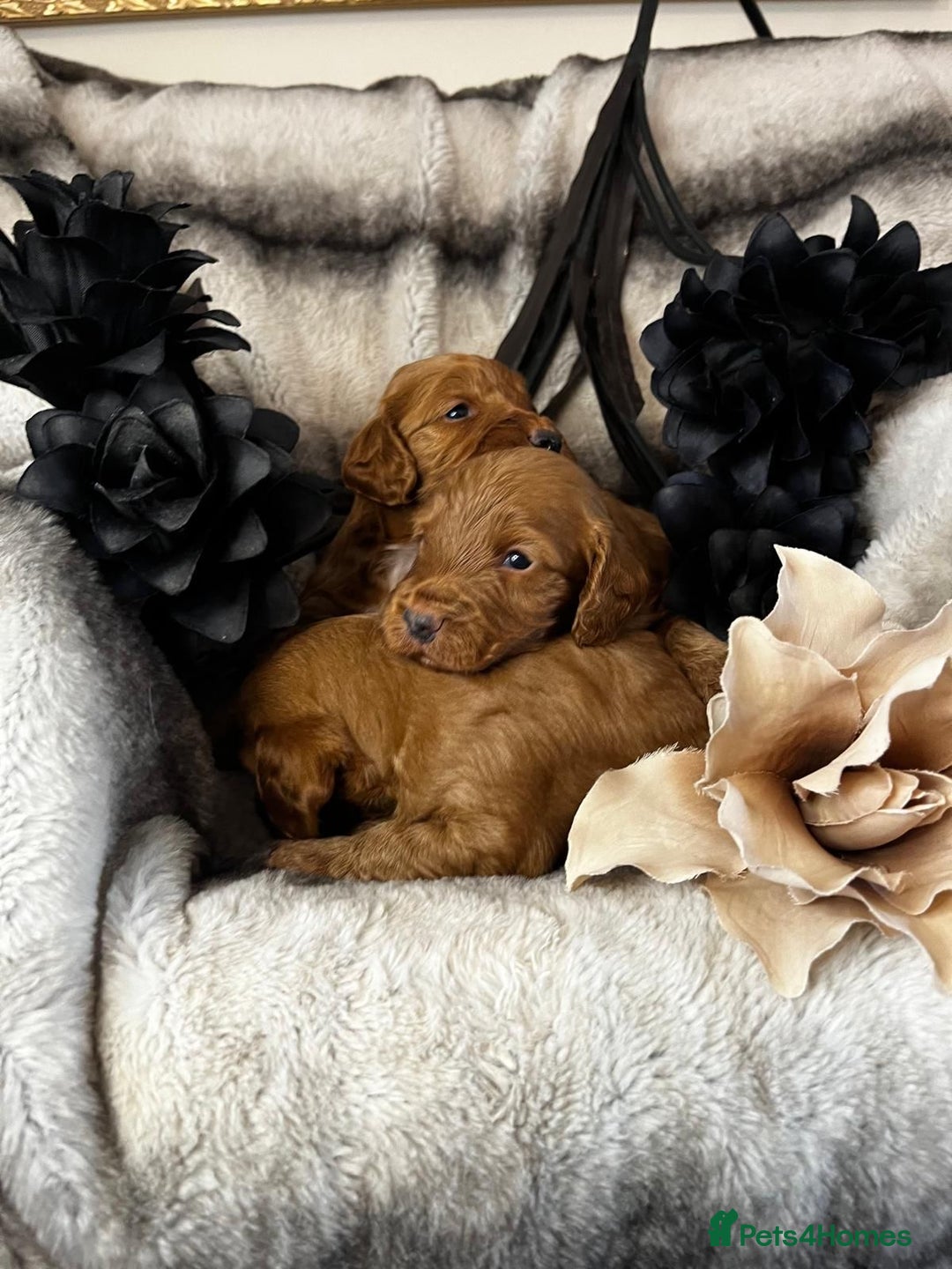 Miniature Poodle dogs for stud: Dark Red Miniature Poodle Stud Package Available in Southampton - Image 14