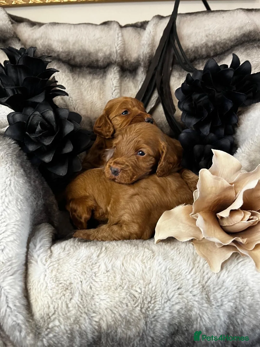 Miniature Poodle dogs for stud: Dark Red Miniature Poodle Stud Package Available in Southampton - Advert 14
