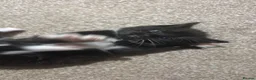 Mixed Breed cats for sale: Beautiful unique looking kittens  - Advert 9