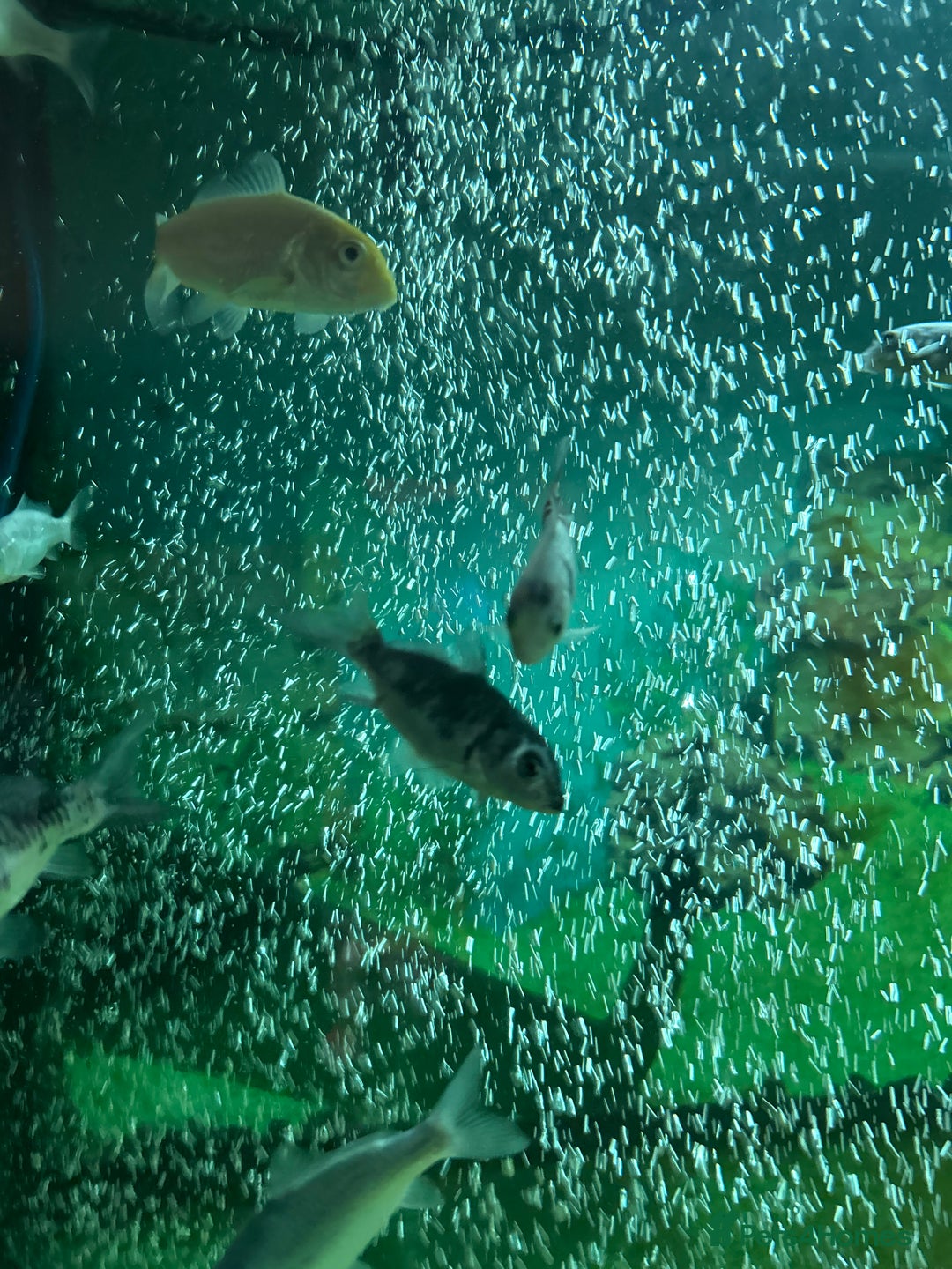 Koi Carp fish for sale: Koi 19weeks old - Image 2