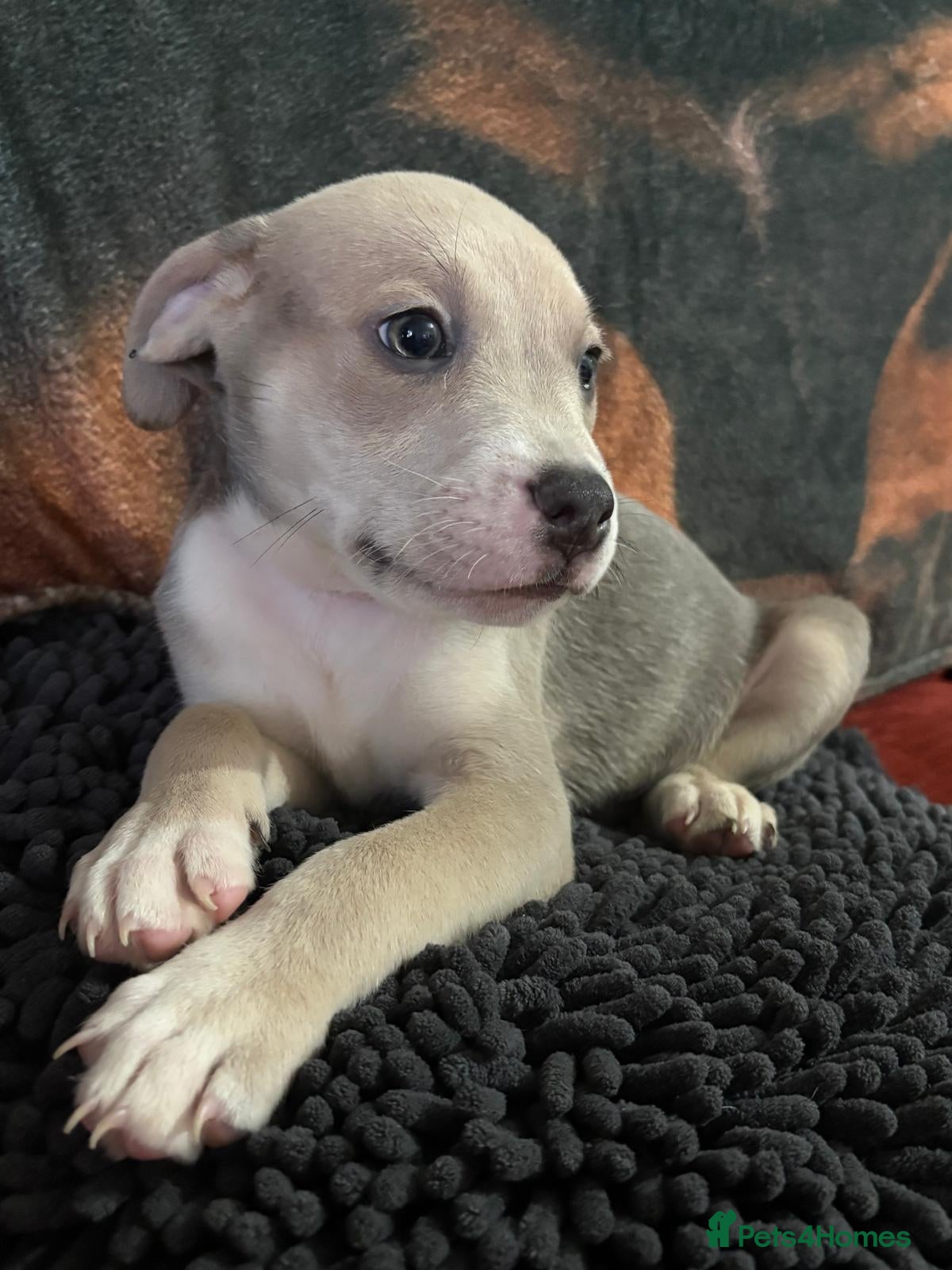 Staffordshire Bull Terrier dogs Little princes can leave today  - Advert 2