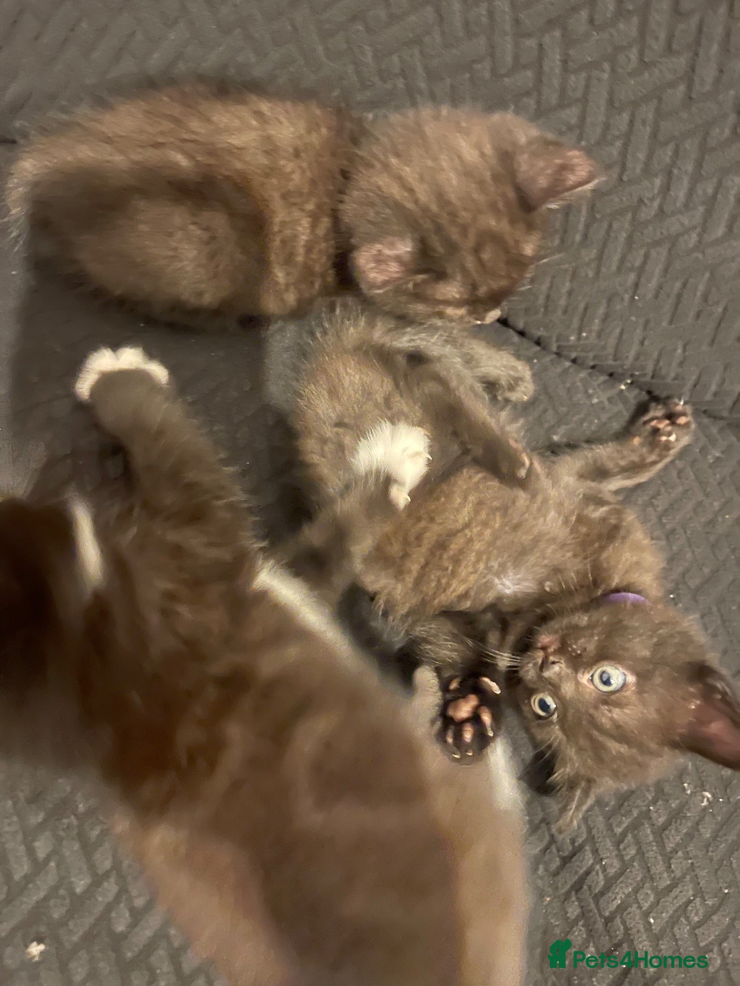 British Shorthair cats British short hair kittens with dark chocolate fur - Advert 1