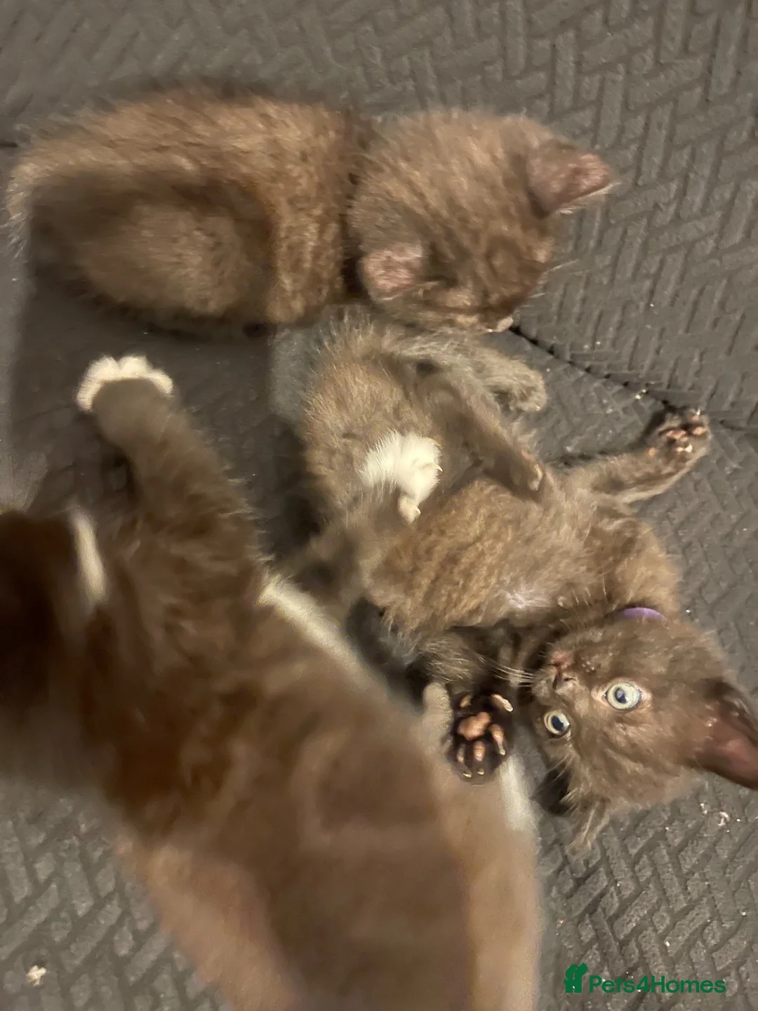 British Shorthair cats for sale: British short hair kittens with dark chocolate fur - Advert 2