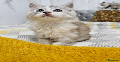 Maine Coon cats TICA Registered Maine Coon Kittens  - Advert 5