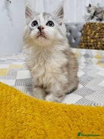 Maine Coon cats TICA Registered Maine Coon Kittens - Advert 5