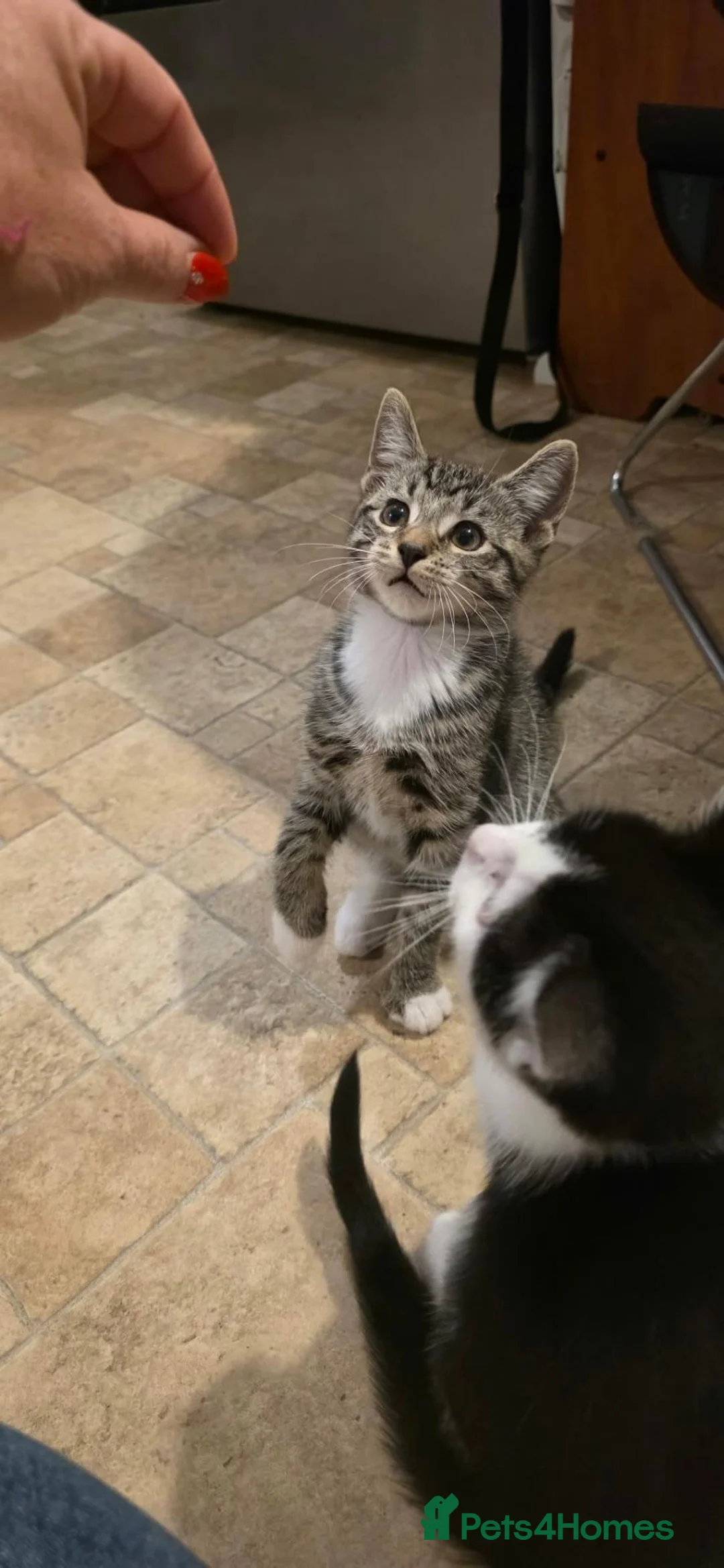 Mixed Breed cats for sale: Gorgeous kittens - Advert 1