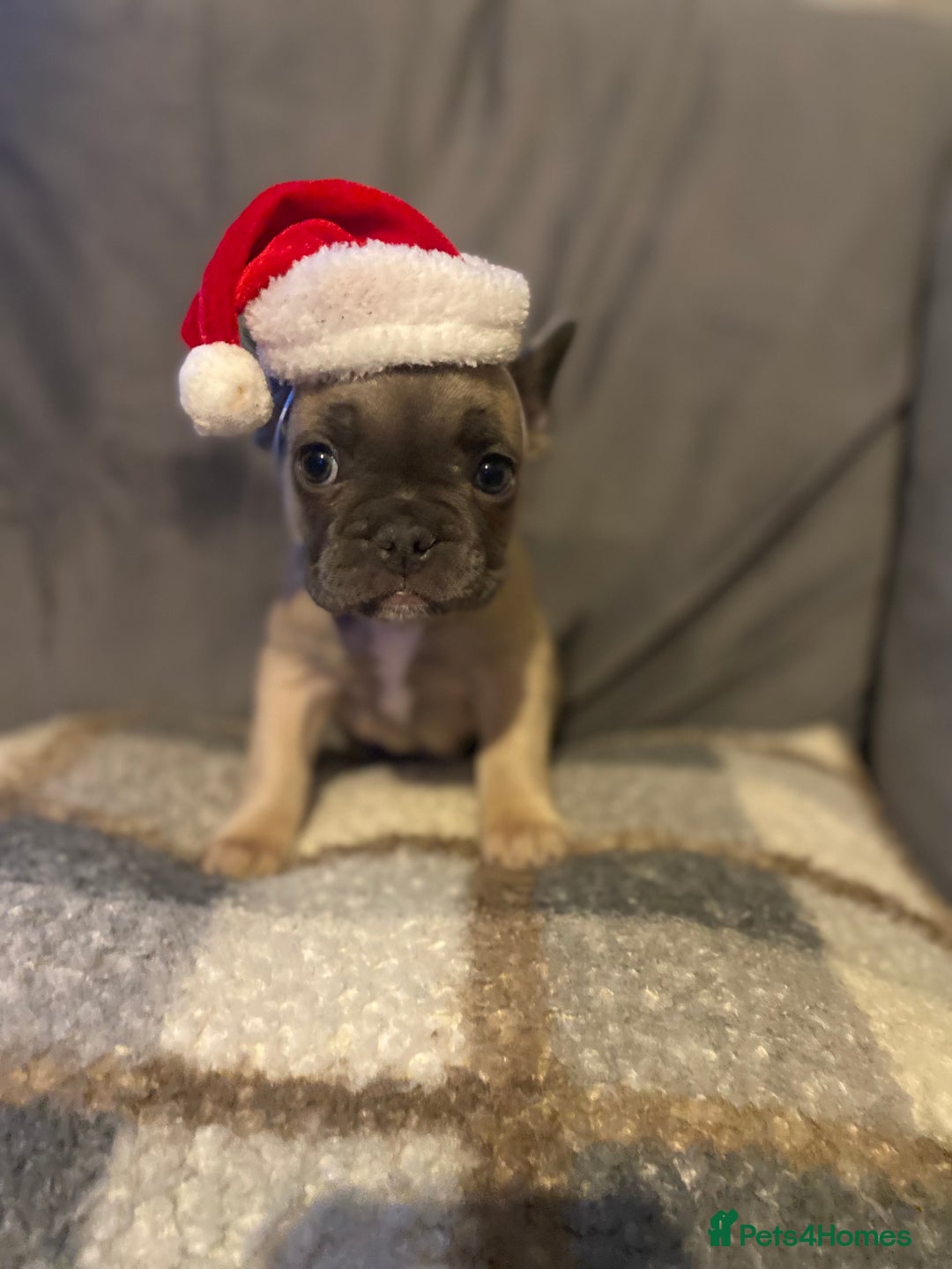 French Bulldog dogs for sale: 7 week old frenchie £650 - Advert 1