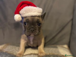 French Bulldog dogs 7 week old frenchie £650 - Advert 11