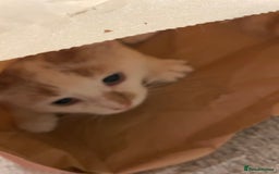 Turkish Van cats for sale: Turkish van cats - Image 2