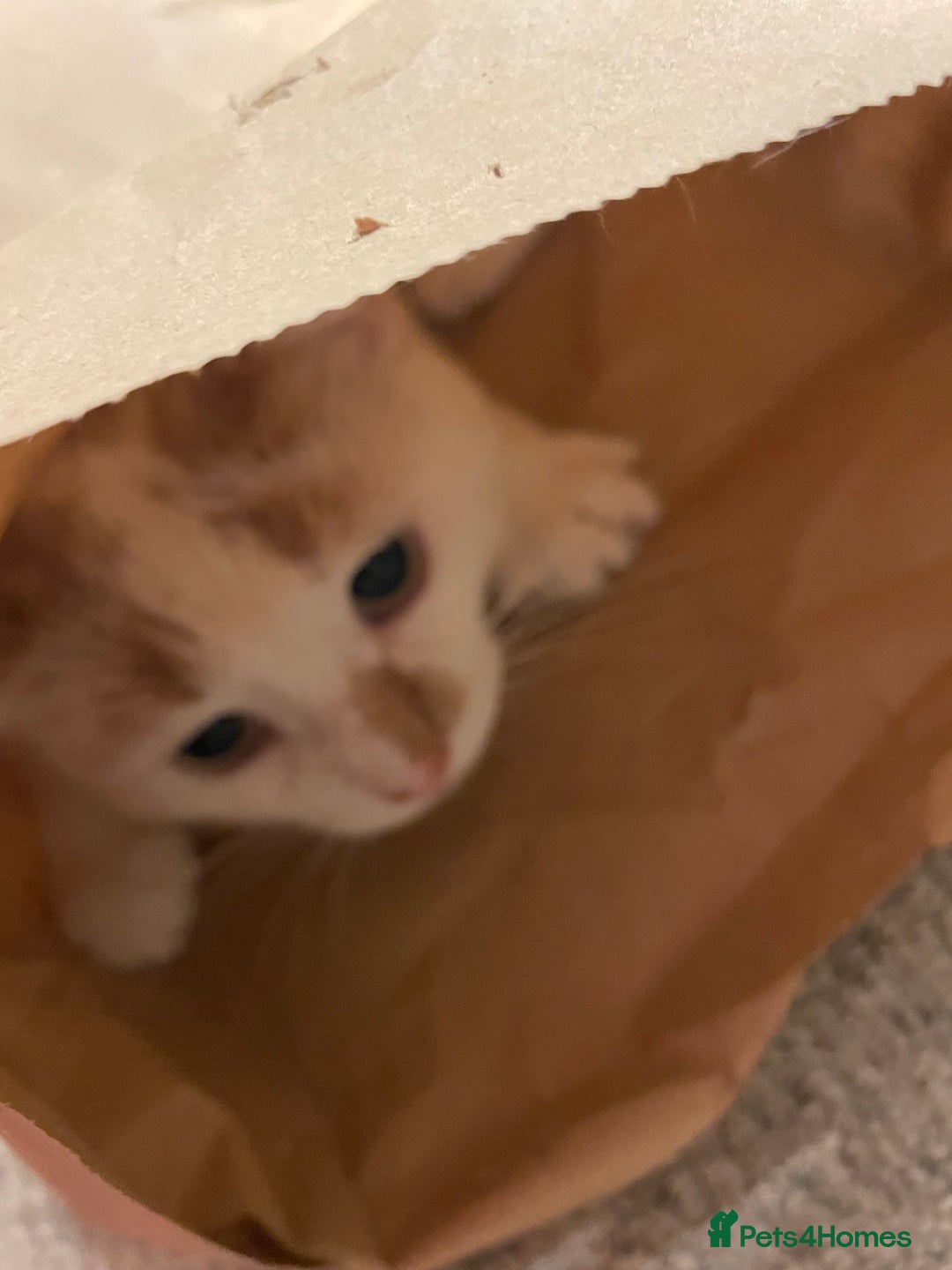 Turkish Van cats for sale: Turkish van cats - Image 2