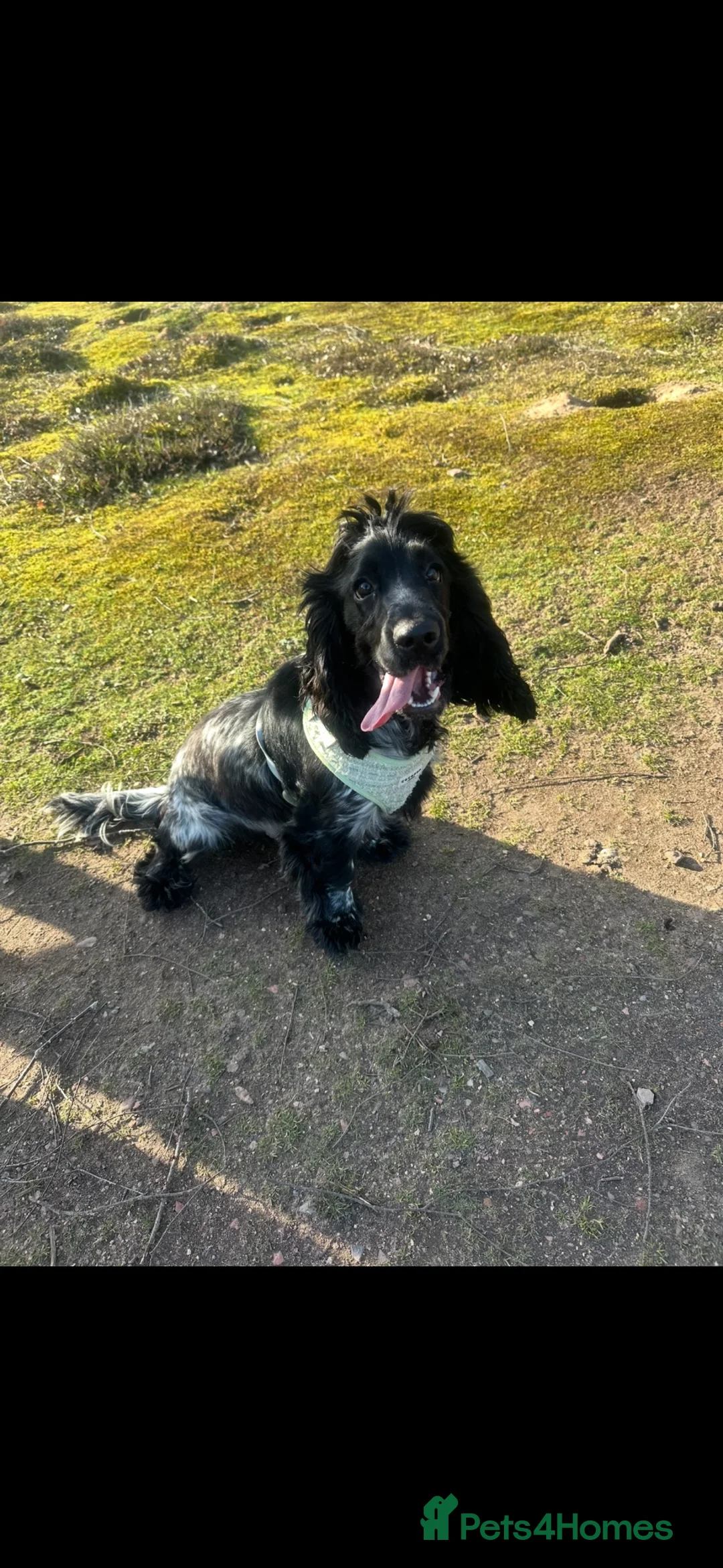 Cocker Spaniel dogs for sale: My beautiful boy!  in Shrewsbury - Advert 2