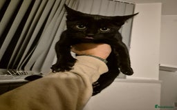 Mixed Breed cats for sale: Kittens for sale  - Image 2