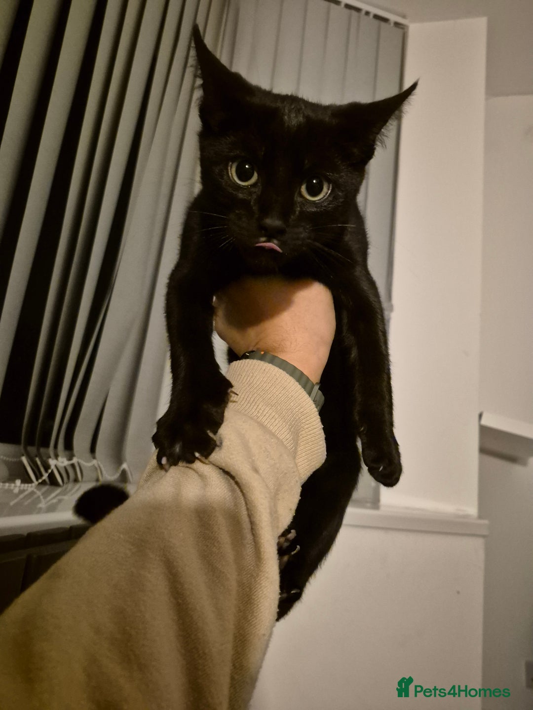 Mixed Breed cats for sale: Kittens for sale  - Image 2