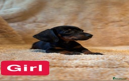Miniature Dachshund dogs for sale: Miniature dachshunds  - Image 7