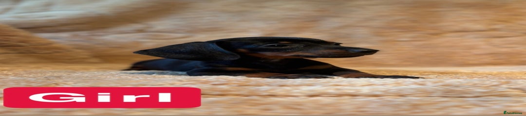 Miniature Dachshund Puppy 7