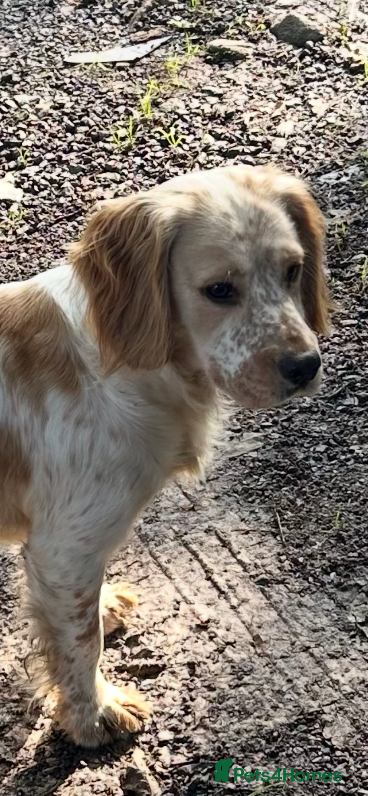 Cocker Spaniel dogs KC Registered Working Cocker Spaniel - Advert 13