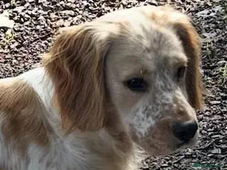 Cocker Spaniel dogs KC Registered Working Cocker Spaniel - Advert 13