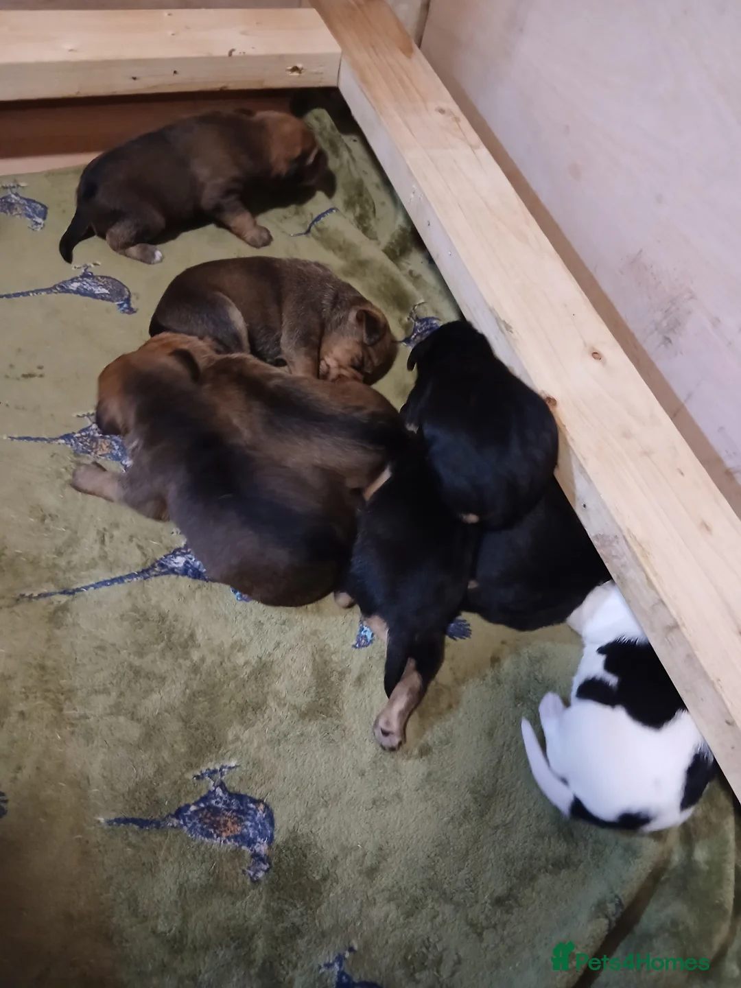 Mixed Breed dogs for sale: Beagle x lakeland  - Advert 3