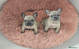 French Bulldog dogs for sale: Beautiful Velvet French Bulldog Puppies - Image 1