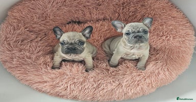 French Bulldog dogs - Advert 15