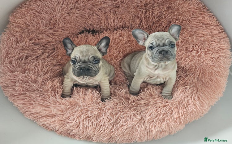 French Bulldog dogs - Advert 2