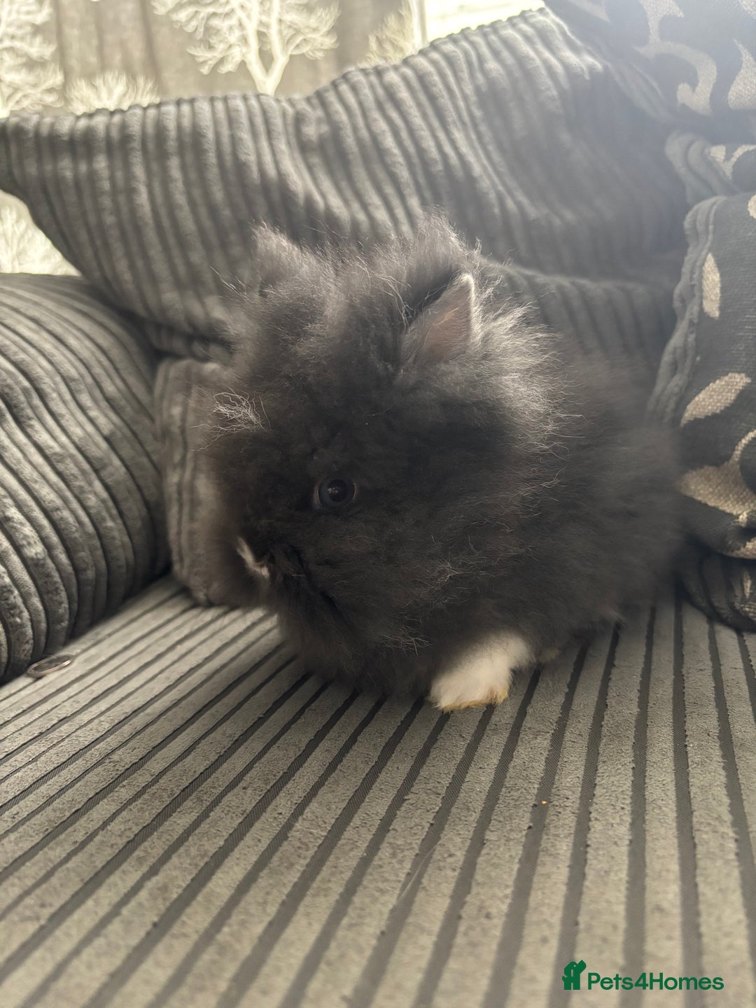 Lionhead rabbits for sale: 4 lionhead x Netherland dwarf mix breeds - Image 10