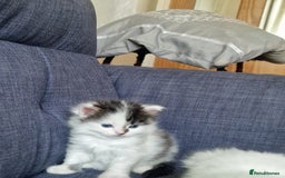 Mixed Breed cats for sale: Rare Norwegian Forest ×Ragdoll Kitten - Image 19