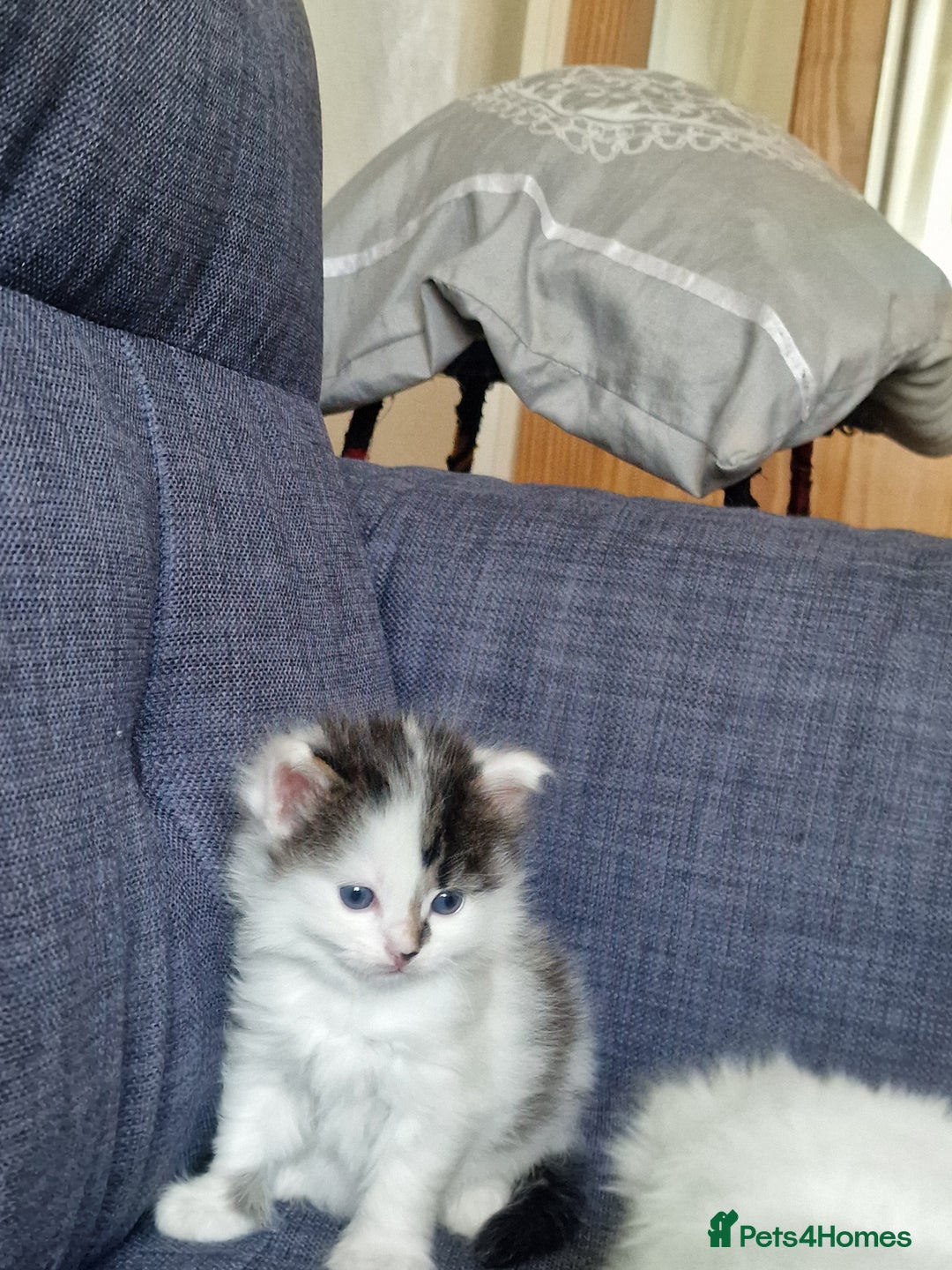 Mixed Breed cats for sale: Rare Norwegian Forest ×Ragdoll Kitten - Image 19
