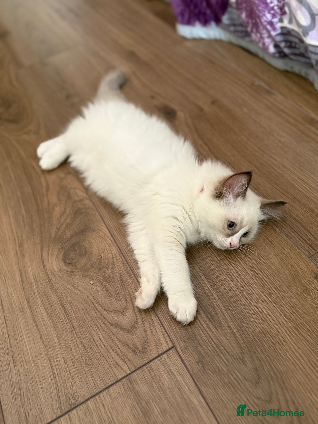 Ragdoll cats for sale: HCM CLEAR RAGDOLL GIRL - Image 5