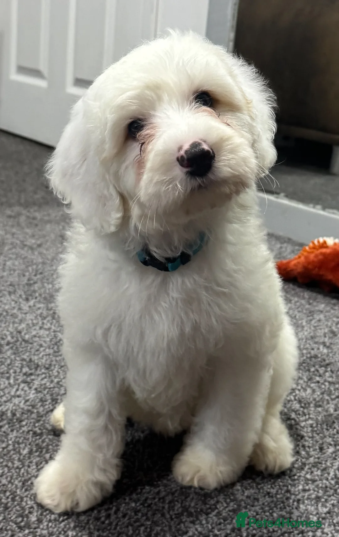 Australian Labradoodle dogs for sale: Multi-Gen Australian Labradoodle Puppies - Advert 22