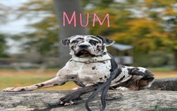 Mixed Breed dogs for sale: Mastiff pups available  - Image 13