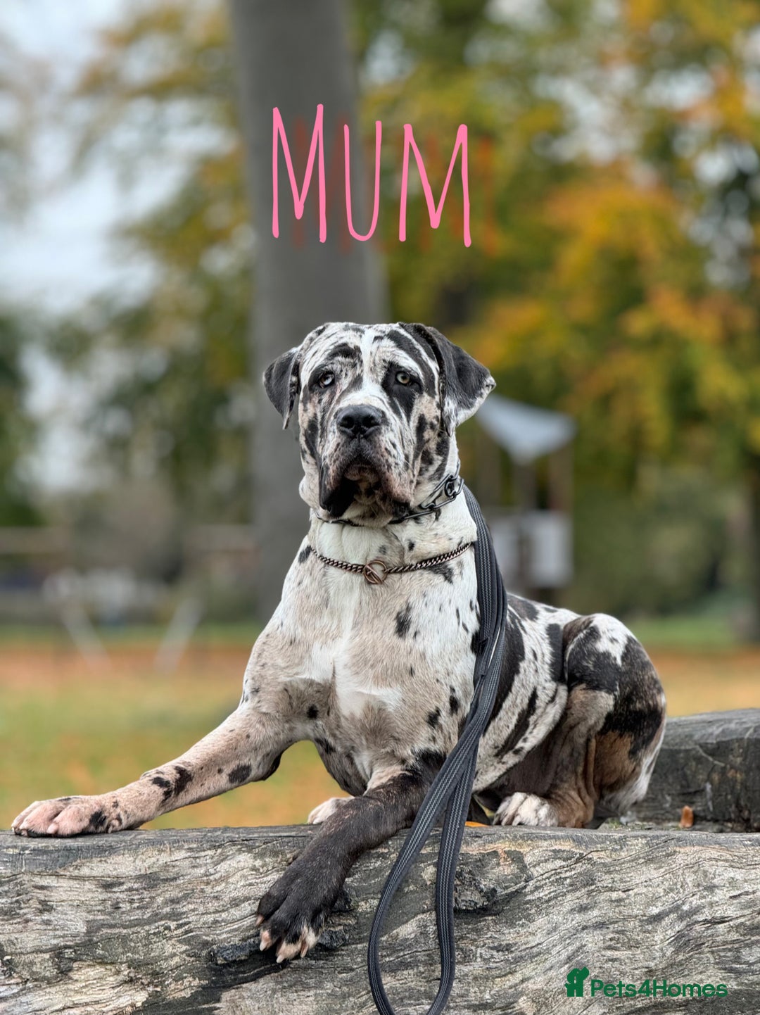 Mixed Breed dogs for sale: Mastiff pups available  - Image 13