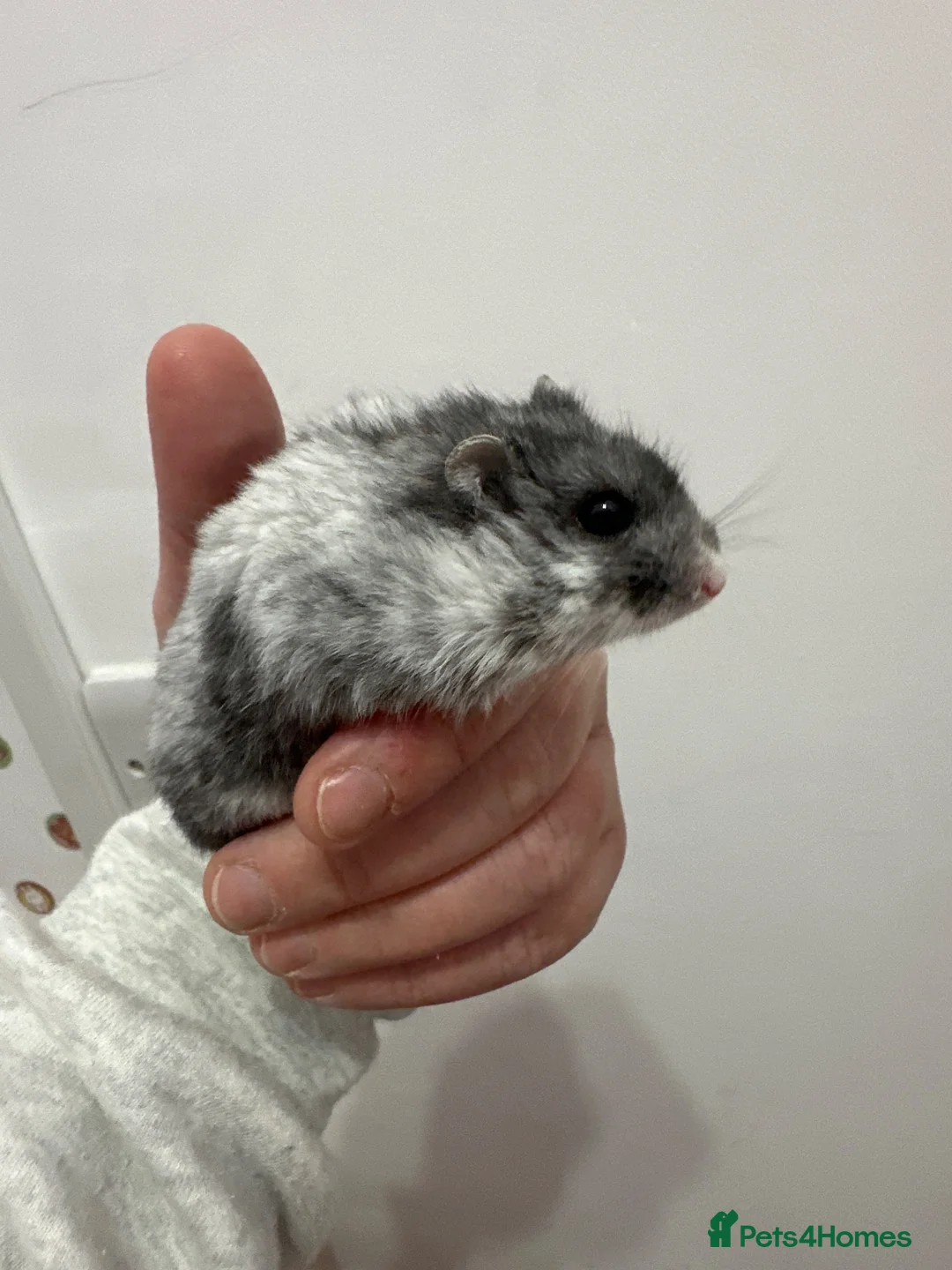 Hamster rodents for sale: Dwarf hamster  in Swadlincote - Advert 3