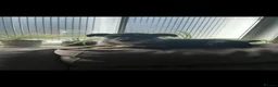 Jack Russell dogs for sale: 2 wired haired Jack Russels - Advert 11