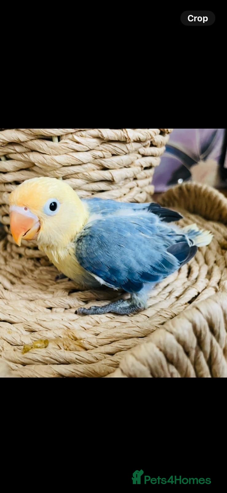Lovebirds birds for sale: Silly Tame Baby LoveBird - Advert 2