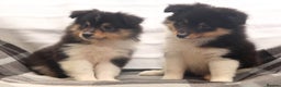 Shetland Sheepdog dogs for sale: Stunning Champions lines Tri Colour Girls  - Advert 6
