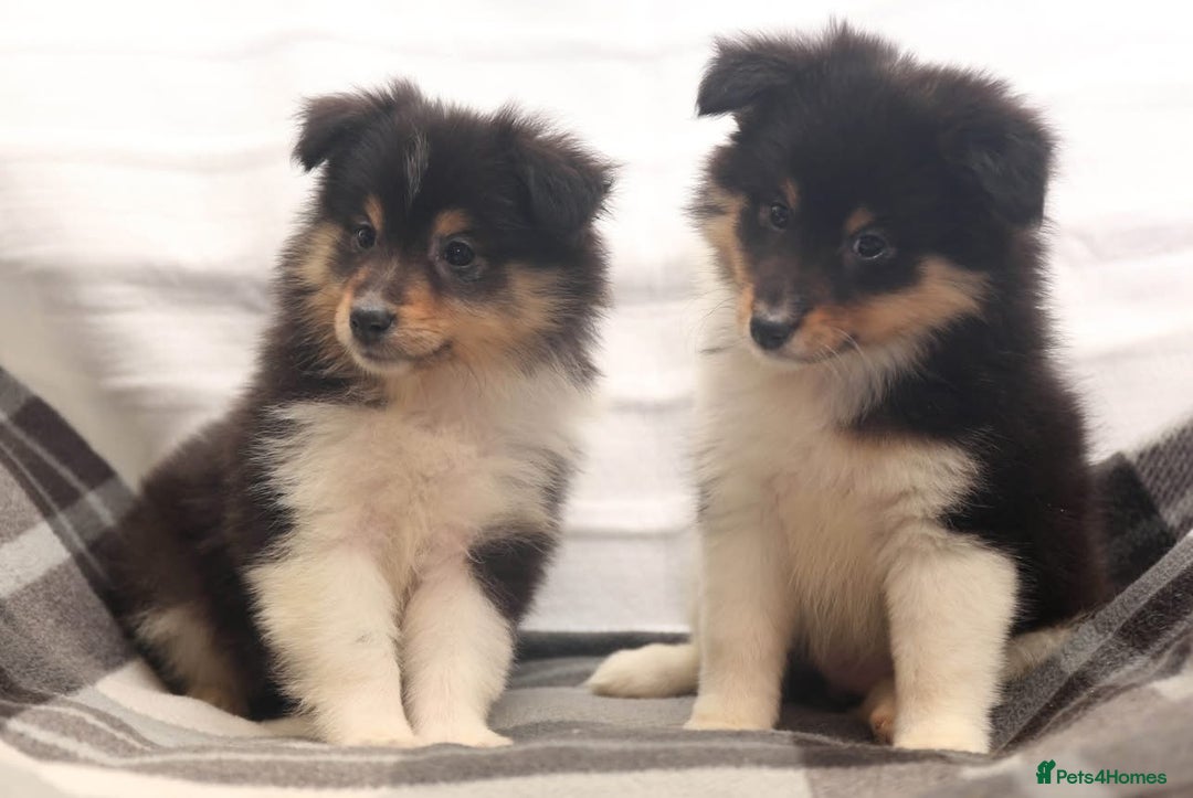 Shetland Sheepdog dogs for sale: Stunning Champions lines Tri Colour Girls  - Advert 6