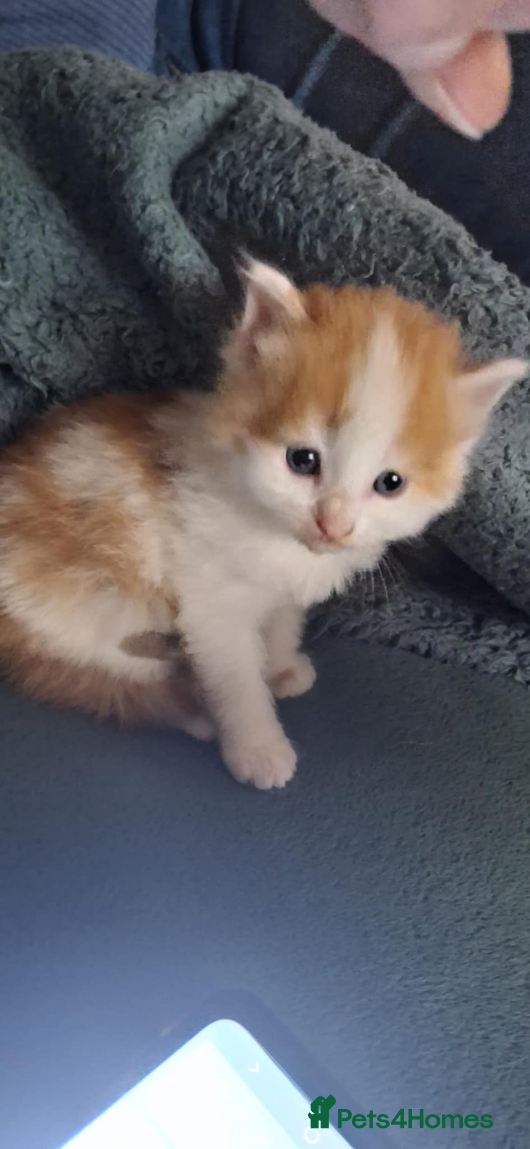 Mixed Breed cats for sale: 3 fluffy kittens - Advert 26