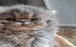 Persian cats for sale: Blue Persian kittens  - Image 6