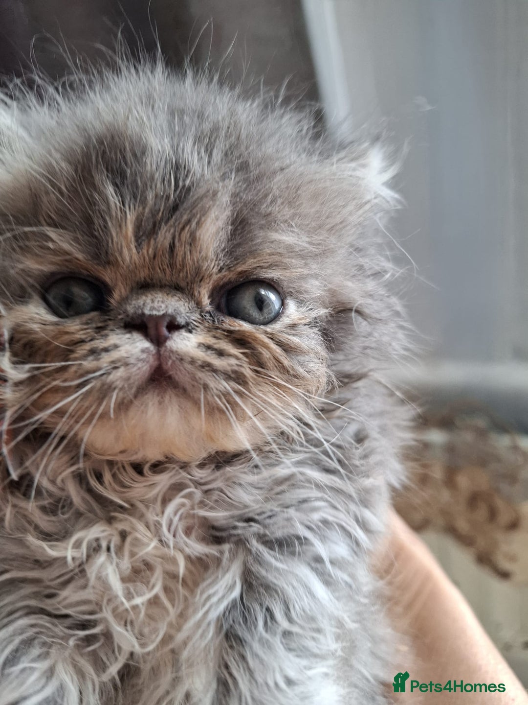 Persian cats for sale: Blue Persian kittens  - Image 6
