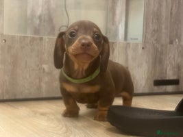 Miniature Dachshund dogs - Advert 9
