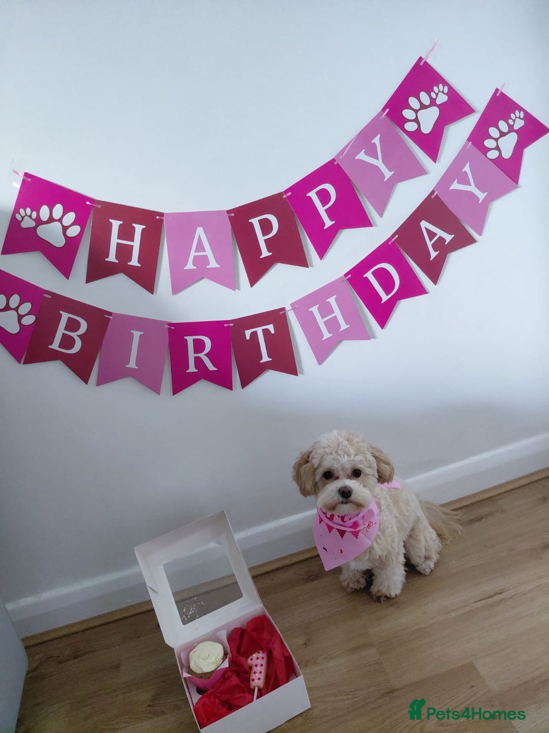 Maltipoo dogs for sale: Quality unique f1 tiny korean maltipoo puppies  - Advert 21