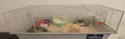 Hamster rodents for sale: 🐹 11 Month Old Male Hamster + Full Set Up 🐹 - Advert 2
