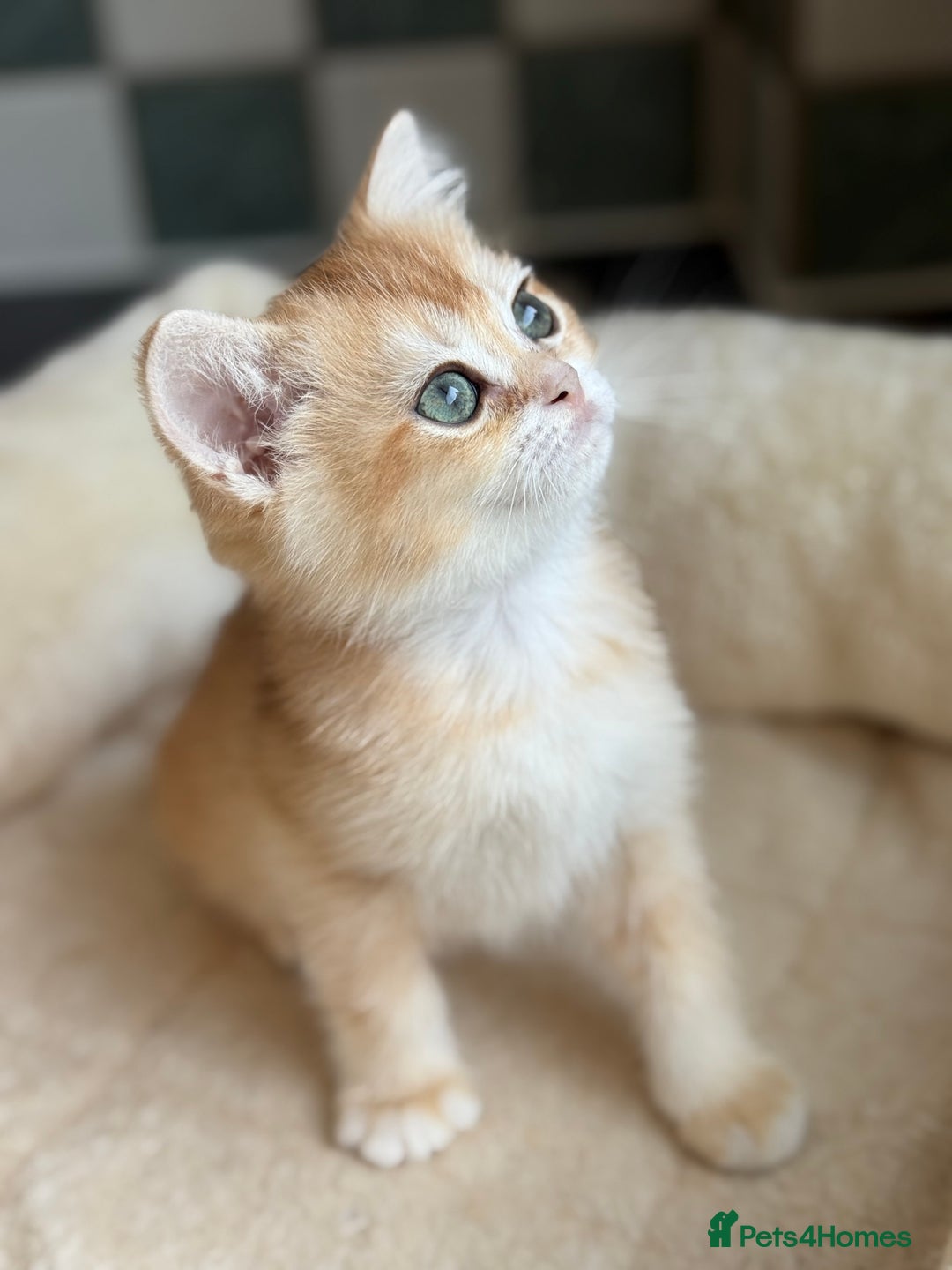 British Shorthair cats for sale: GCCF reg BSH Chocolate and Black Golden Kittens in London - Image 29