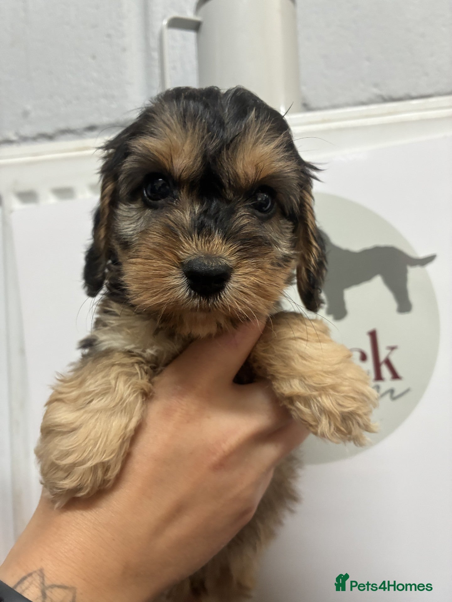 Cockapoo dogs 🌟 Last 2 Beautiful cockapoo boys 🌟 - Advert 2