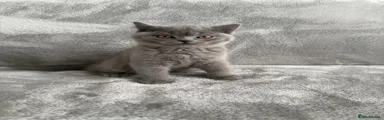 British Shorthair Kitten 1