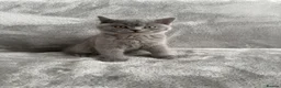 British Shorthair cats for sale: Only 1 Adorable British Shorthair boy left - Advert 13