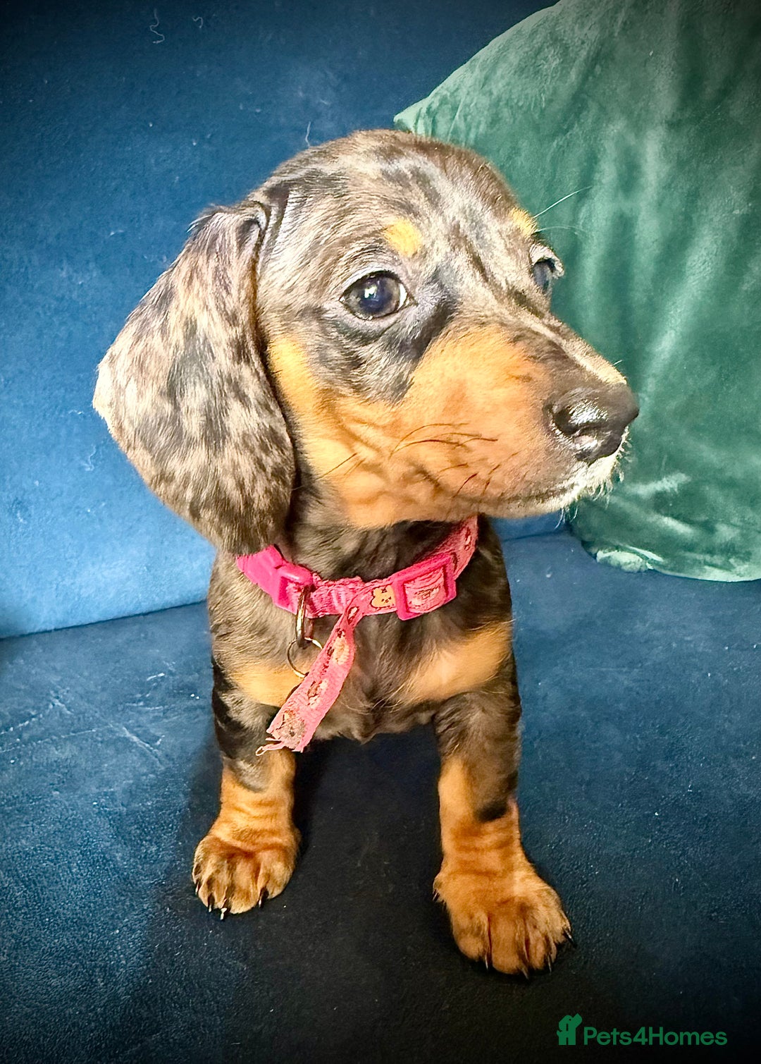 Miniature Dachshund dogs for sale: KC registered miniature Dachshund puppies  - Advert 10