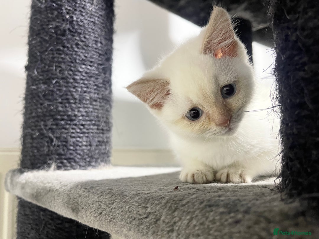 British Shorthair cats for sale: White british shorthair GIRL with blue eyes - Advert 9